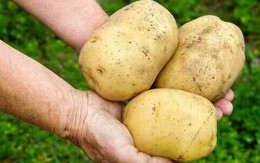 Khoai tây tươi ngon suốt nhiều tháng nếu được rắc thứ này lên trên