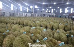 Kiến nghị khẩn việc ách tắc sầu riêng ở Đắk Lắk