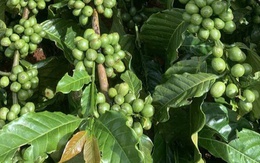 Giá cà phê hôm nay 26-10: Hé lộ của VICOFA về sản lượng vụ mới