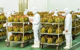Cục Trồng trọt lên tiếng việc 'tắc' gần 2.000 container sầu riêng