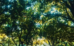 Miền Bắc tăng nhiệt mạnh, miền Trung vẫn mưa như trút