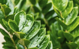 Những cây phong thủy hợp với người tuổi Tuất