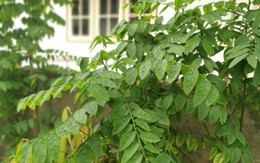 Tưởng thịt bò là “vua” sắt, hóa ra vẫn thua loại rau người Việt trồng đầy góc vườn: Hạ huyết áp, giải độc