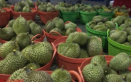 Diễn biến mới vụ hàng ngàn container sầu riêng ùn ứ