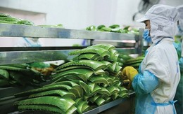 "Vua nha đam" lập kỷ lục lợi nhuận, hoàn thành 88% kế hoạch năm