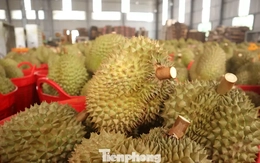 Tin mới về sầu riêng Đắk Lắk sau ‘cú sốc’ tắc gần 2.000 container