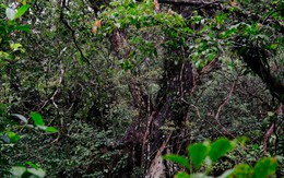 Báu vật hơn 500 năm tuổi được phát hiện từ năm 2004 - giờ đây, lần đầu tiên người dân Việt Nam có thể tận mắt chứng kiến