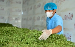 Nông dân Thanh Hóa giàu lên nhờ rau má