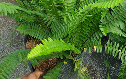 Đừng trồng 2 cây này trong nhà kẻo vận xui bủa vây, con cháu khốn đốn