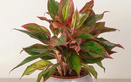 Nhà giàu thích trồng 5 cây này: Hút lộc như vòi rồng, con cháu cũng thơm lây