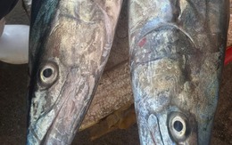 3 loại cá "tốt hơn cả cá hồi", chợ Việt bán nhiều vô kể