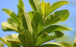 Loại lá dân dã là "khắc tinh" của tiểu đường và mỡ máu cao: Rất sẵn ở Việt Nam nhưng còn bị bỏ phí