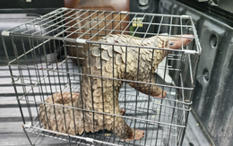 Thấy con vật trong sách đỏ bò giữa đường TP.HCM, người đàn ông lập tức làm ngay việc này!