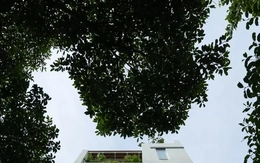 Ngôi nhà sum vầy ba thế hệ giữa ánh sáng và không gian mở