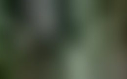 Tháo dỡ cầu sắt Long Kiểng sau nửa thế kỷ tồn tại