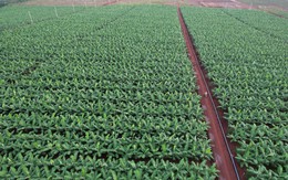 Việt Nam sở hữu “trái cây hạnh phúc” chinh phục Nhật Bản, hút mạnh thị trường Trung Quốc