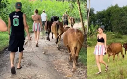 Clip du khách Tây mỗi người chăn một con bò khiến dân mạng thích thú