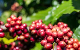 Giá cà phê hôm nay 3-10: Giảm, bức tranh thu hoạch Robusta toàn cầu ra sao?