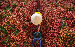 Không phải sầu riêng, một báu vật triệu đô của Việt Nam khiến Trung Quốc, Mỹ mê mẩn: xuất khẩu tăng khủng hơn 5.000%, sản lượng đạt 300.000 tấn