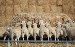 Trung Quốc bất ngờ gom mạnh một loại nguyên liệu quan trọng từ Úc do nguồn cung khan hiếm, giá tăng vọt 11 tháng liên tiếp