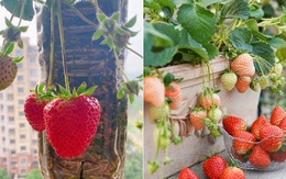 Ban công nhỏ đỏ rực dâu tây như đèn lồng Tết: Người phụ nữ 58 tuổi trồng kiểu gì mà ai cũng xin bí quyết?
