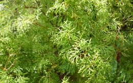 Loại cây hút tài lộc, xua đuổi khí xấu: Nhiều người trồng trong nhà mà không biết nó bổ như sâm