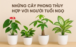 Những cây phong thủy hợp với người tuổi Ngọ