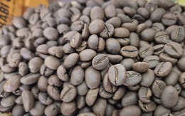 Giá cà phê hôm nay 30-10: Bật tăng cao vút, khắp nơi đua nhau trồng cà phê