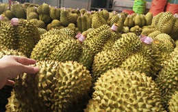 Giá sầu riêng tăng trở lại, bầu Đức tính trồng thêm 1.000 ha sầu riêng