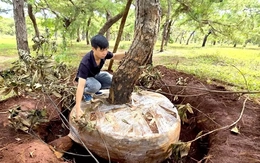 Tỉnh Gia Lai yêu cầu cần có giải pháp bảo vệ rừng thông bonsai thường xuyên bị mất trộm