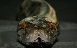 Loài rắn dài nhất thế giới, Việt Nam cũng có: Từng ghi nhận cá thể đạt gần 10 mét