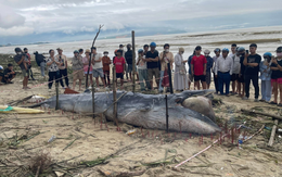 Cá ông dạt vào bờ biển là điềm tốt hay xấu? Ngư dân 40 năm đưa ra giải thích