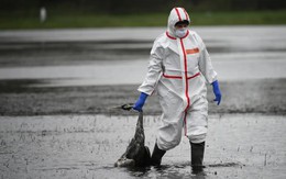 Thế giới có thể đối mặt 1 đại dịch mới từ chủng gia cầm bị bỏ qua này