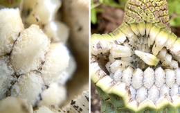 Loại quả nhìn như tổ ong, phải chờ 7 năm mới được ăn: Nhà giàu trồng làm cảnh, TikToker dùng để... mukbang