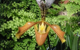 “Kho báu” giữa đại ngàn Tam đảo được mệnh danh là “đệ nhất vương giả”: Chỉ Việt Nam có