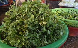 Giá nông thủy sản miền Tây: Rau xanh tăng giá vùn vụt