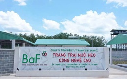 Giá heo ‘hạ nhiệt’, lợi nhuận Baf Việt Nam 'bốc hơi' 63% trong quý III/2025