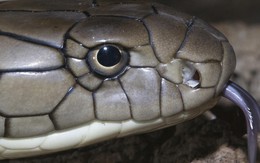 Loài rắn độc dài nhất thế giới, Việt Nam cũng có: Một cú tấn công đủ giết 20 người