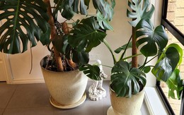 6 loại cây siêu hút ẩm, cứu nhà khỏi ẩm mốc mùa mưa