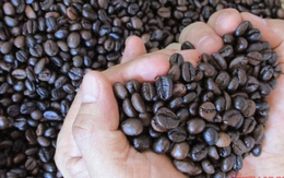 Giá cà phê hôm nay 4-10: Bùng nổ cuối tuần