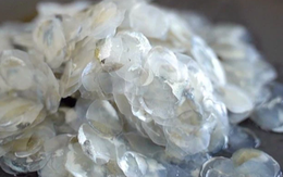 4 thứ "bỏ đi" hóa ra lại là "vàng ròng", nhiều người Việt biết thì tiếc hùi hụi