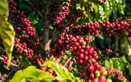 Giá cà phê hôm nay 5-10: Trong nước đang rẻ, Trung Quốc thích nhập cà phê thô