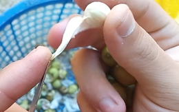 Thứ hạt người Việt thường dùng để nấu chè, ai ngờ lại là “báu vật” cho tim mạch, tiết niệu, cân bằng nội tiết