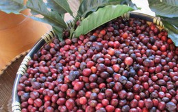 Giá cà phê hôm nay 6-10: Tuần mới có tăng?