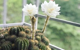 Thấy 4 cây này ra hoa đừng vội mừng, coi chừng là lời nhắc vận xui đang cận kề