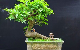 Loại cây là biểu tượng của sự may mắn, sung túc: Từ gốc tới ngọn đều được dùng làm thuốc quý