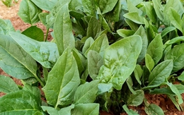 Đừng bỏ lỡ 3 loại rau mùa thu rẻ tiền nhưng là "vua canxi tự nhiên" cho cả gia đình