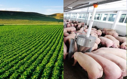 Top 10 Công ty uy tín ngành Nông nghiệp Công nghệ cao năm 2025: CP, Lộc Trời từ top 1, top 2 nay không lọt bảng xếp hạng, Dabaco, BAF dẫn trước HAGL