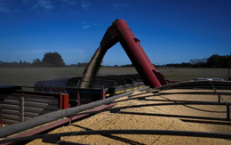 Trung Quốc ngừng mua đậu tương Mỹ, một ông trùm nông sản lập tức giảm thuế để ‘chào hàng’, đặt mục tiêu xuất khẩu 7 tỷ USD