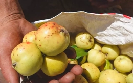 Đặc sản táo mèo Mù Cang Chải vào vụ